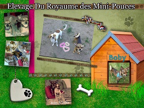 Elevage du Royaume des Mini-Pouce ( Elevage Chihuahua )